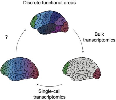 Cortical Cartography: Mapping Arealization Using Single-Cell Omics Technology